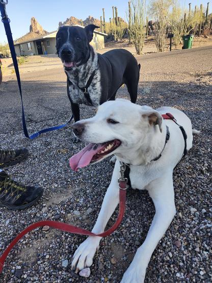 Two dogs enjoy their treato break, they are both smiley