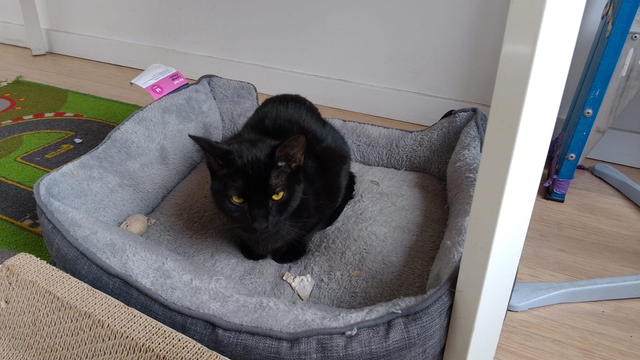A dark kitten is sitting in a cat bed