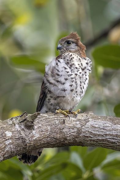 Mauritius kestrel (Falco punctatus), Ebony Forest Reserve Chamarel, Mauritius. In 1974, this Mauritius endemic was the rarest bird in the World. Due to ground-breaking conservation work the population rose to 800, but has now slumped to possibly 400 birds. In 2023, the Government of Mauritius declared the Mauritius Kestrel as its national bird.