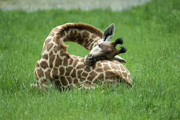 A giraffe sleeping on grass, with its head lying on its lower back and neck bent back like a pretzel