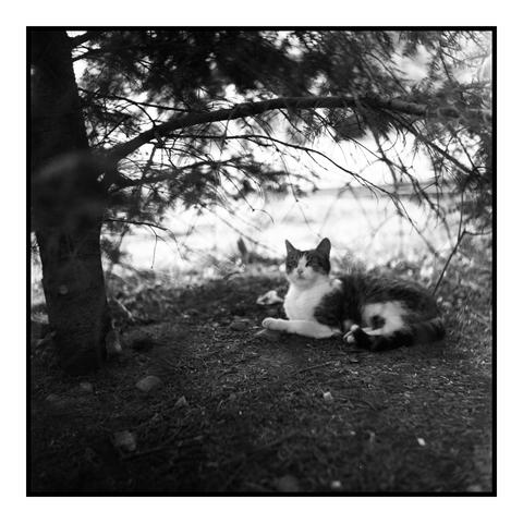 The image is a black and white photograph featuring a cat lying on the ground under a tree. The cat has a white and gray coat with distinctive markings, including a dark patch over one eye and a darker tail. It is positioned with its body stretched out, paws extended, and head turned slightly to the side, looking directly at the camera. The tree's branches and needles create a natural frame around the cat, with the ground covered in pine needles and small rocks. The background is softly blurred, suggesting a natural setting with a body of water visible in the distance. The overall composition emphasizes the cat's relaxed posture and the serene environment.