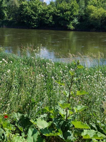 Paysage de Loire arboré et fleuri. Au centre le fleuve s'écoule tranquille à l'avant de la photographie de la bardane sauvage