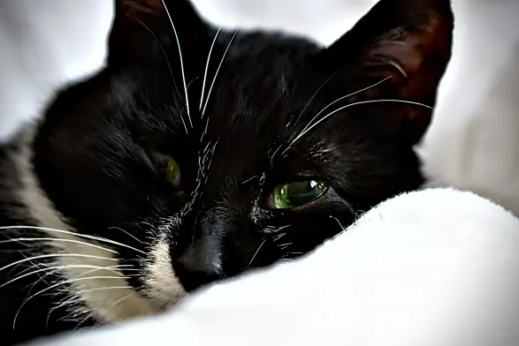 Meine beste Freundin Micky, eine schwarzweiße Katze, schaut mich aus verschlafenen Augen an. 
Nahaufnahme ihres Kopfes. Sie liegt gemütlich auf der Decke und wacht gerade auf.
