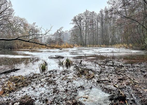 A frozen, muddy marshland dotted with patches of ice and sparse vegetation. Bare trees surround the area, their bare branches partly obscured by a light fog. A prominent overhanging branch in the foreground adds to the wintry, desolate ambiance of the scene.
