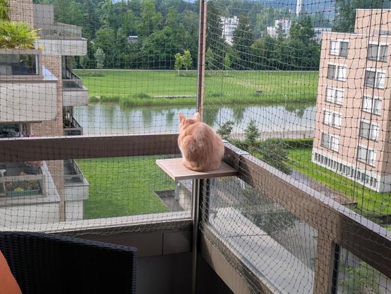A creme tabby cat sitting on a shelf mounted in the corner of a balcony railing looking outwards away from the camera through a cat net with houses on the left and right and a strip of a serene lake between a green space and a park area with tall trees at the far edge with further buildings visible beyond through the trees