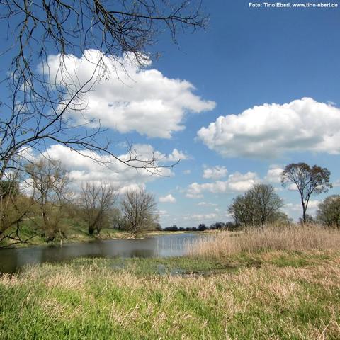 Breit fließender Fluss in einer offenen Landschaft mit Ufervegetation aus Schilf, Gräsern und vereinzelten Bäumen. Einige Bäume sind noch kahl oder nur leicht belaubt. Der Himmel ist blau mit vielen großen, weißen Wolken. Im Vordergrund wechseln sich grüne und trockene Gräser ab, überhängende Zweige rahmen das Bild ein.
