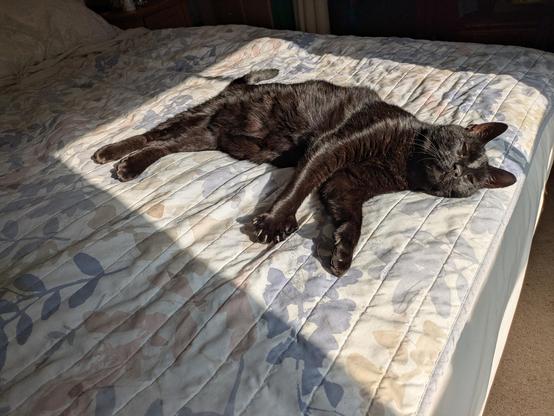 A large black cat is positioned right in the middle of a rectangular patch of sunlight. He's on the quilt of a double bed. He looks very happy and was making a sort of trilling / purring noise at the time. His large polydactyly feet are visible.