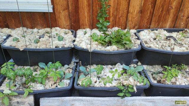 Mehrere 90 Liter große Mörtelpötte, als "Treppe" in 2 Reihen vor einer Holzwand aufgestellt. Die Kübel sind mit  Schafwolle gemulcht und eng mit unterschiedlichen Gemüsen bepflanzt: Tomaten, Paprika, Kohlrabi, Zwiebeln, Buschbohnen.