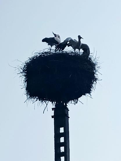 Crummy digital zoom shot of a stork nest high up on a concrete pole. There's two storks visible (out of 5). Both are standing up. One is clapping its beak with the head 180° backwards over its body. The other is spreading its wings with tip feathers extended.