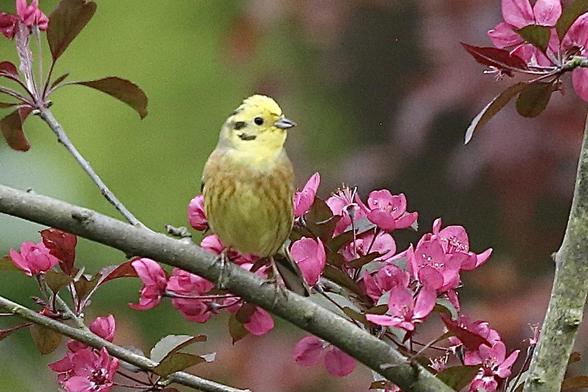 A Yellowhammer sitting in a tree watching. There are more of this lovely bird this year I am pleased to tell.