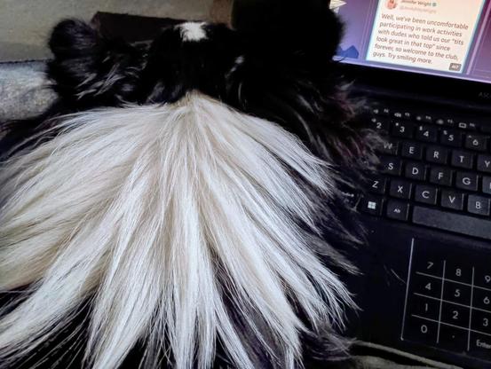 A tricolor Shetland sheepdog laying next to a laptop computer on a couch with hair overflowing onto said laptop