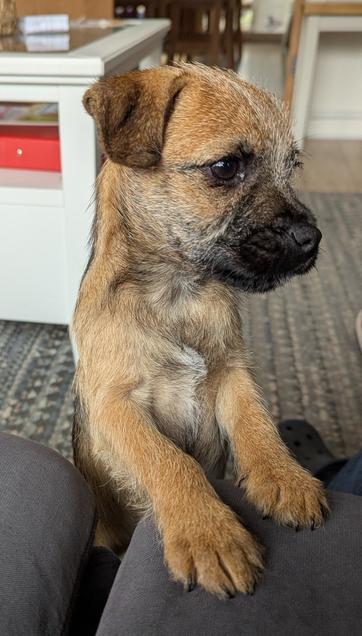 A 2 month old grizzle border terrier peaking over a sofa cushion.