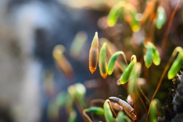 EN:
Moss sporophytes glowing colourfully in the sunlight.

They show picturesque shades of orange, yellow and green.
In the lower part of the picture some already dried up sporophytes in quiet ochre tones.

DE:
Sporophyten des Mooses leuchten farbenfroh im Sonnenlicht.

Sie zeigen malerische Schattierungen von Orange, Gelb und Grün.
Im unteren Teil des Bildes einige bereits vertrocknete Sporophyten in ruhigen Ockertönen.