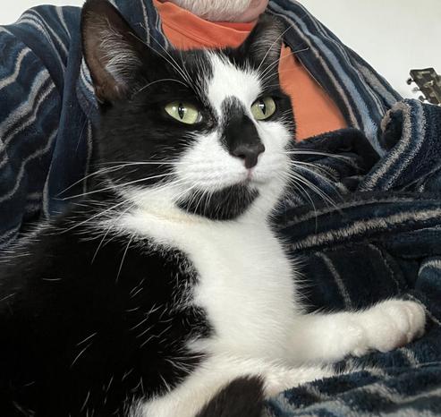 A little black and white cat, with a black nose and chin. She’s tucked in against someone wearing a fleecy dressing gown.
