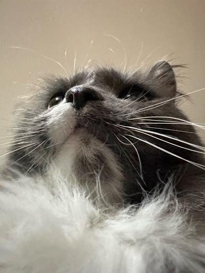Close up from below of a white and grey cat with a black nose, long white whiskers and a fluffy white chest.