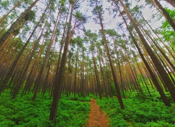 Forest near spalt, bavaria
