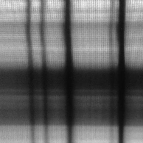 Several dark vertical stripes across a background of grey horizontal lines of varying saturation. The dark stripes are absorption features in the solar spectrum, the grey is the varying color of the sun's surface.