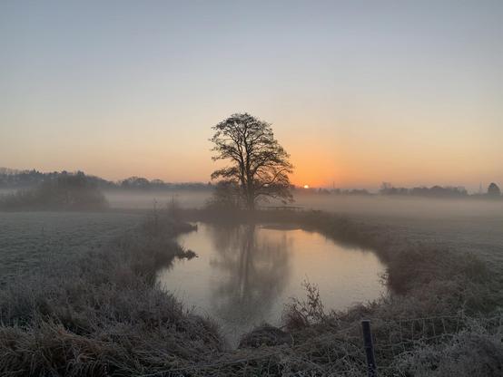 Early morning landscape featuring a calm pond reflecting a bare tree in the center, surrounded by frost-covered grass and dense fog. The sun rises in the background, casting a warm glow and soft light across the scene.
