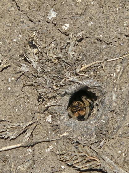 Tarantula peaking out of a hole on very dry soil. You can see it's eyes, and the front couple of legs