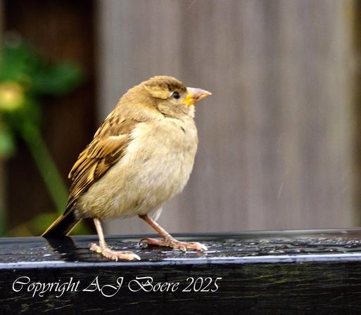 The house sparrow is typically about 16 cm (6.3 in) long, ranging from 14 to 18 cm (5.5 to 7.1 in) The house sparrow is a compact bird with a full chest and a large, rounded head. Its bill is stout and conical with a culmen length of 1.1–1.5 cm (0.43–0.59 in), strongly built as an adaptation for eating seeds. Its tail is short, at 5.2–6.5 cm (2.0–2.6 in) long. The wing chord is 6.7–8.9 cm (2.6–3.5 in), and the tarsus is 1.6–2.5 cm (0.63–0.98 in).[5][6] Wingspan ranges from 19–25 centimetres (7.5–9.8 in)

In mass, the house sparrow ranges from 24 to 39.5 g (0.85 to 1.39 oz). Females usually are slightly smaller than males. The median mass on the European continent for both sexes is about 30 g (1.1 oz), and in more southerly subspecies is around 26 g (0.92 oz). Younger birds are smaller, males are larger during the winter, and females are larger during the breeding season. Birds at higher latitudes, colder climates, and sometimes higher altitudes are larger (under Bergmann's rule), both between and within subspecies