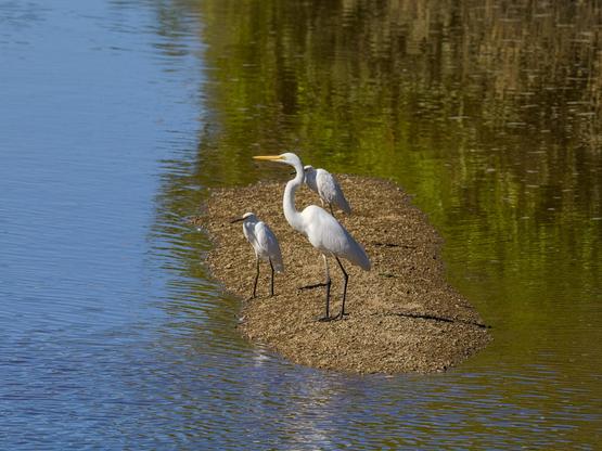 A great egret and two little egrets standing on a small pebble bank in the middle of a creek