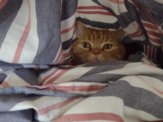 Donnies head peeks out from inside a cave formed by a pillow case that (out of view) is held open. He is far enough inside to be fully within the pillow case when it is left by itself.