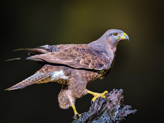 𝗣𝗶𝗰𝘁𝘂𝗿𝗲 𝗗𝗲𝘀𝗰𝗿𝗶𝗽𝘁𝗶𝗼𝗻 (𝗘𝗻𝗴): A full-body Common Buzzard seen in profile, on an old, twisted log.

𝗗𝗲𝘀𝗰𝗿𝗶𝗽𝗰𝗶𝗼́𝗻 (𝗘𝘀𝗽): Un Ratonero de cuerpo completo visto de perfil, sobre un tronco viejo y retorcido.