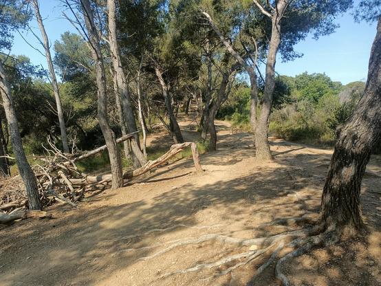 Zona de bosquecillo en semisombra con tierra y raíces