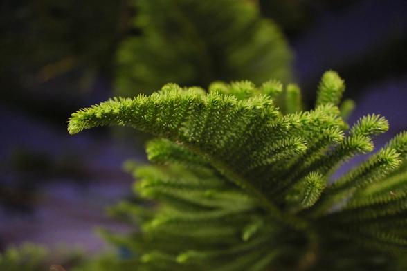 Close up of a, green spiky tree branch.