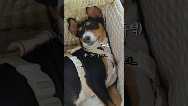 애착가방을 버릴수 없는 이유 #basenji #басенджи #바센지 #バセンジー #강아지 #dog