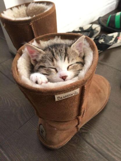 Photo of a small cat sleeping in a suede boot.