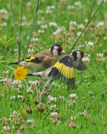 Zwei Stieglitze auf dem Rasen mit Löwenzahn und verwelken Gänseblümchen. Der vordere Stieglitz fliegt gerade weg und man sieht seine gelben Flügelfedern.