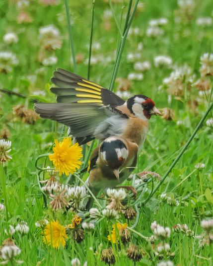 Zwei Stieglitze auf dem Rasen mit Löwenzahn und verwelken Gänseblümchen. Der hintere Stieglitz fliegt gerade weg und man sieht seine gelben Flügelfedern.