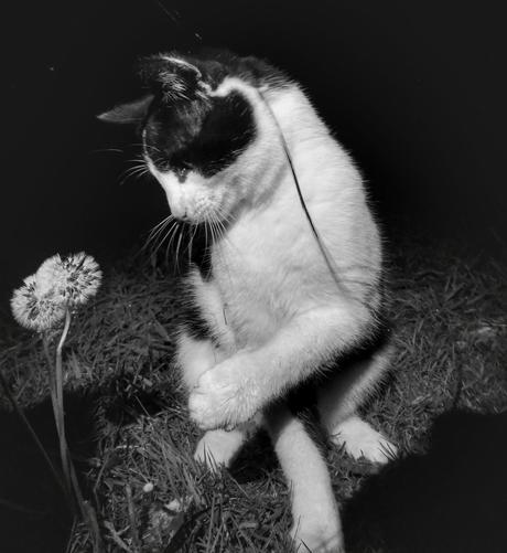 Black and white cat admiring dandelion at night