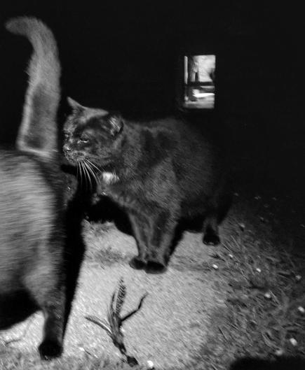 Black cats 2 factor authentication