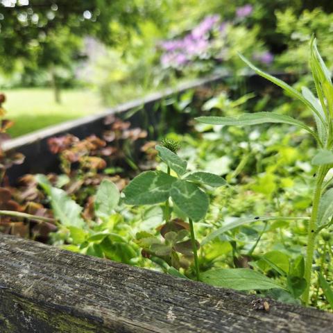 Et hjørne af en plantekasse med en firkløver der stikker op over kanten, midt i fokus. I baggrunden forskelligt uskarpt grønne planter og en lilla rhododendron