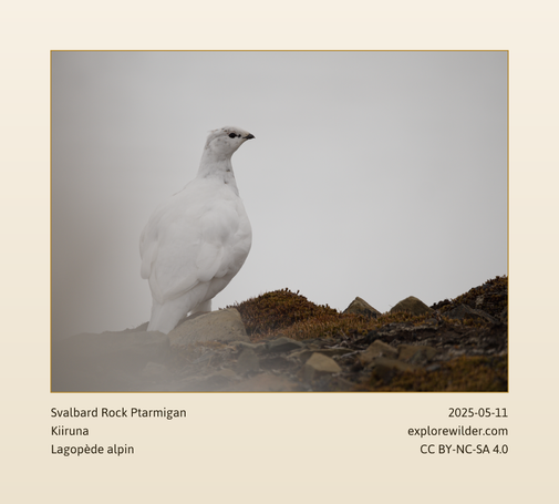 Svalbard Rock Ptarmigan