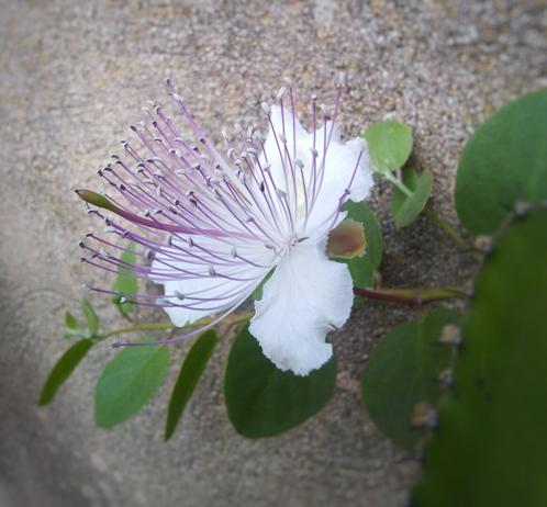 Capparis spinosa - caprier en fleur
#mygarden #fleur #flower #capre #mediterranean