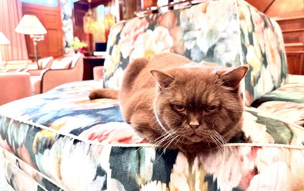 british shorthair staring somewhat annoyed into the camera