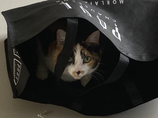 Un chat tricolore caché dans un sac noir posé au sol. Le chat nous regarde à travers les poignées du sac