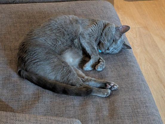 A large gray cat curled up in a sofa cushion and napping