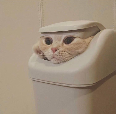 Meme known as GarboCat (Derby the Cat). A cat's head poking out of a garbage bin.