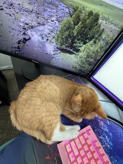 The image shows a ginger cat with white paws resting on a desk. The cat is curled up, with its head down, appearing to be sleeping or resting. It is positioned on a pink keyboard with illuminated keys, which is placed on a mouse pad with a galaxy-themed design. In the background, there are two computer monitors. The left monitor displays a scenic image of a rocky landscape with trees and a stream, while the right monitor shows a blank white screen with a purple border. The desk is black, and the cat is sitting on a person's lap, who is wearing blue pants. The overall scene suggests a cozy and comfortable workspace with a pet cat.