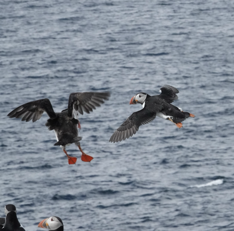 2 puffins in mid air