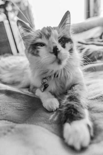A black and white photo of a kitten on a bed. One paw appears much bigger than the rest of her due to wide angle lens. There are bokeh/ out of focus highlights in the background.