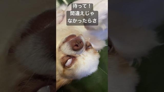時止まってない？このチワワ！白目むいて寝方のクセが強い！#shorts #dogshorts #チワワ #犬