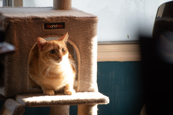 A small ginger cat pokes her head out of her cat-tree shelter into the bright sunlight.