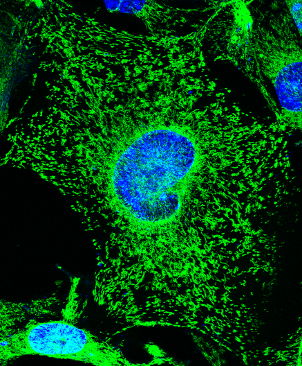 Imagen de microscopía de fluorescencia que muestra células cultivadas. Los núcleos celulares están teñidos de azul y se observan como estructuras ovaladas prominentes. Las mitocondrias están teñidas de verde y se distribuyen alrededor del núcleo con una disposición densa y filamentosa en el citoplasma. El fondo es negro, resaltando el contraste de los colores fluorescentes