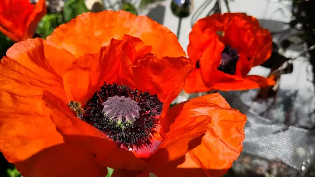 Poppy with bee