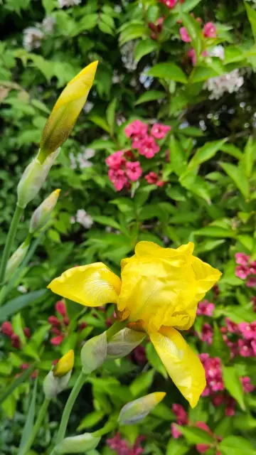 Yellow iris